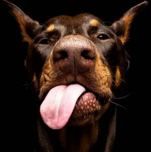 Meet your Posher, Doberdogrose